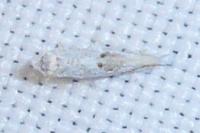 Bucculatrix albedinella