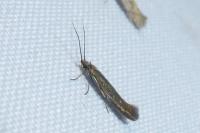 Coleophora