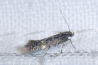 Aproaerema anthyllidella