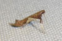 Caloptilia stigmatella