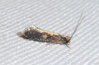 Monopis crocicapitella