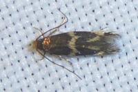 Oinophila v-flavum
