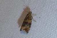Celypha lacunana