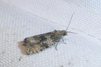 Celypha lacunana