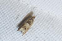 Crocidosema plebejana