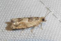 Crocidosema plebejana