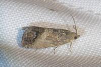 Cydia splendana