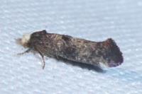 Swammerdamia pyrella