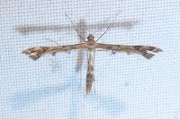 Amblyptilia acanthadactyla