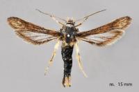 Microsphecia tineiformis