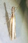 Pleurota aristella