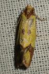 Agapeta zoegana