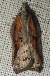 Acleris cristana