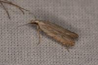 Anarsia bilbainella
