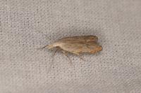 Anarsia bilbainella