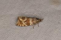 Celypha rivulana