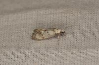 Herrichia excelsella