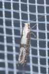 Argyresthia conjugella