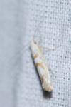 Argyresthia submontana