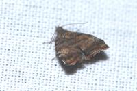 Choreutis pariana