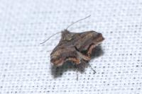 Choreutis pariana