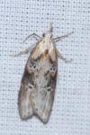 Anchinia daphnella