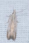 Anarsia bilbainella