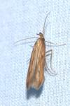 Metzneria neuropterella