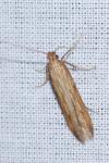 Metzneria neuropterella