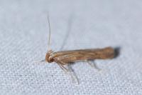 Metzneria neuropterella