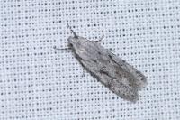 Teleiodes saltuum