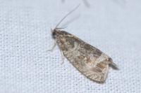 Celypha