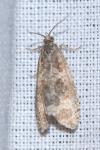 Celypha