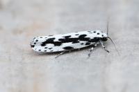 Ethmia pusiella