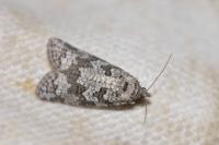 Cnephasia