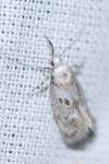 Herrichia excelsella