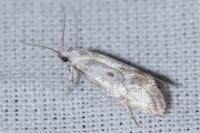 Herrichia excelsella