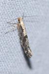Argyresthia conjugella