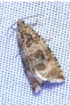 Celypha lacunana