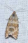 Celypha rivulana