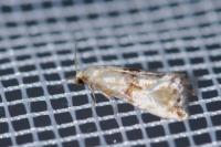 Eupoecilia angustana