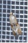 Eupoecilia angustana