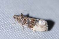 Hedya nubiferana