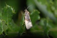 Hedya nubiferana