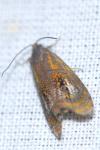 Olethreutes arcuella
