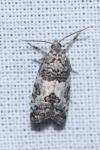 Spilonota ocellana