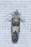 Spilonota ocellana