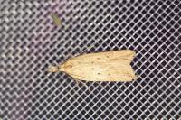 Dichomeris limosella