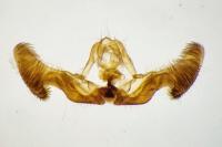 Eucosma hohenwartiana