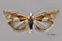 Eucosma hohenwartiana